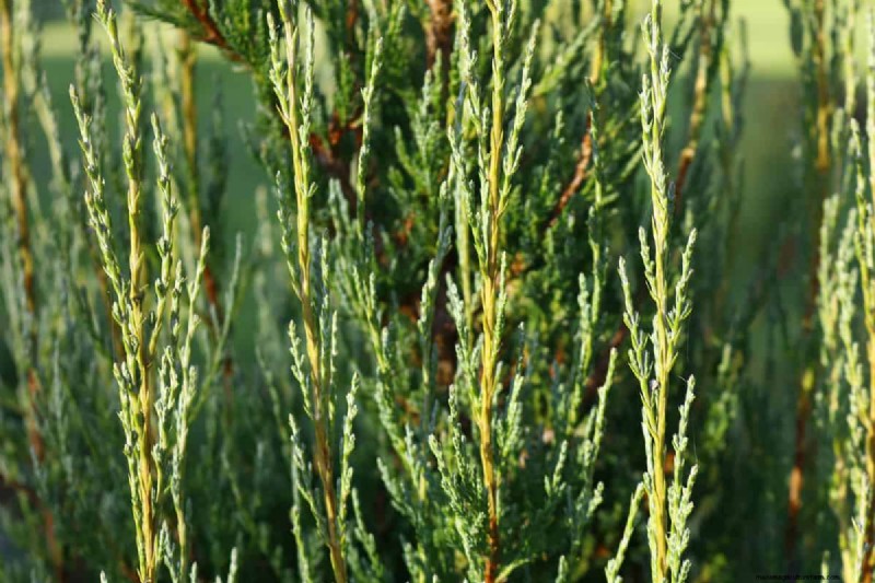 Hebben Blue Arrow Junipers invasieve wortels? Ontdek het 