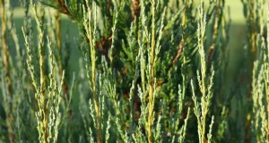 Do Blue Arrow Junipers Have Invasive Roots? Find Out
