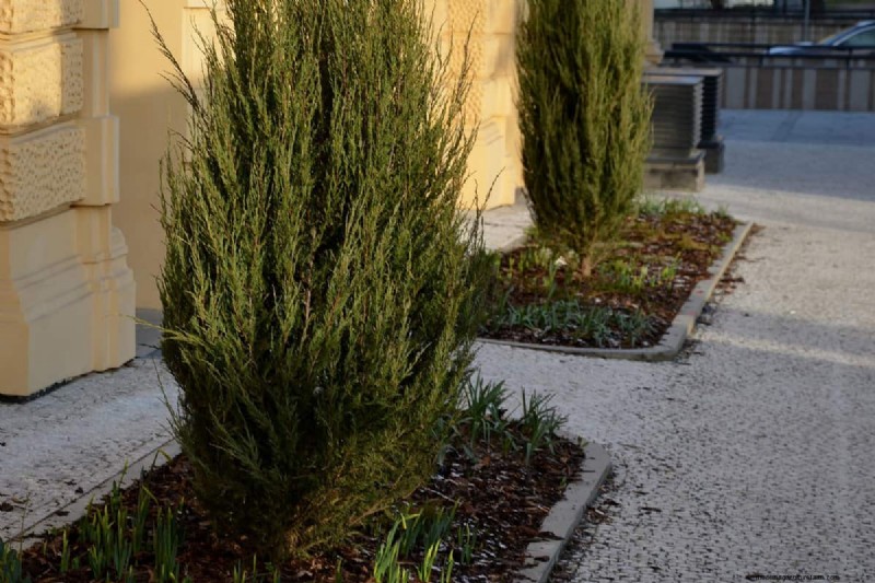 Hebben Blue Arrow Junipers invasieve wortels? Ontdek het 