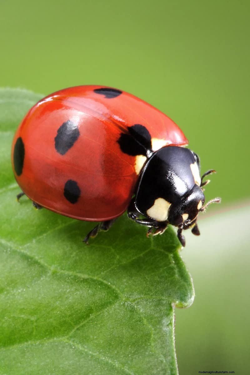 Hidden Garden Allies:nuttige wezens die de gezondheid van uw tuin verbeteren 