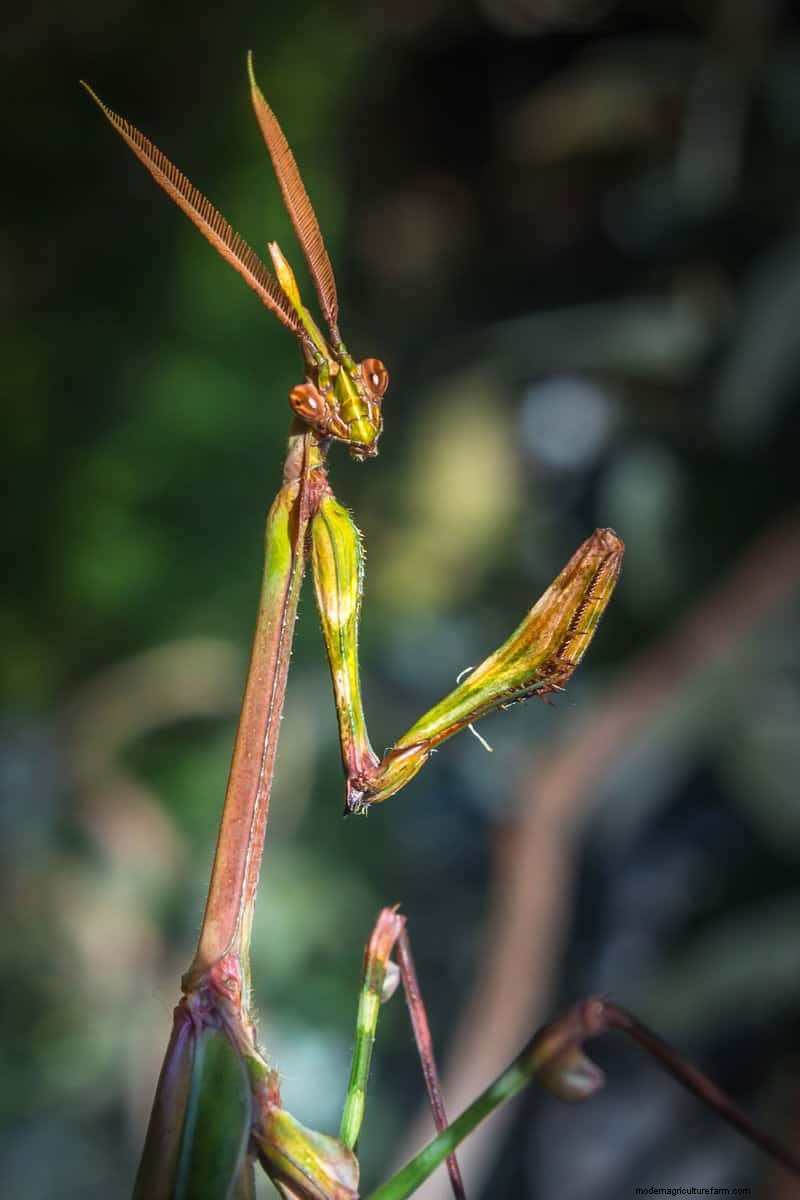 Hidden Garden Allies:nuttige wezens die de gezondheid van uw tuin verbeteren 