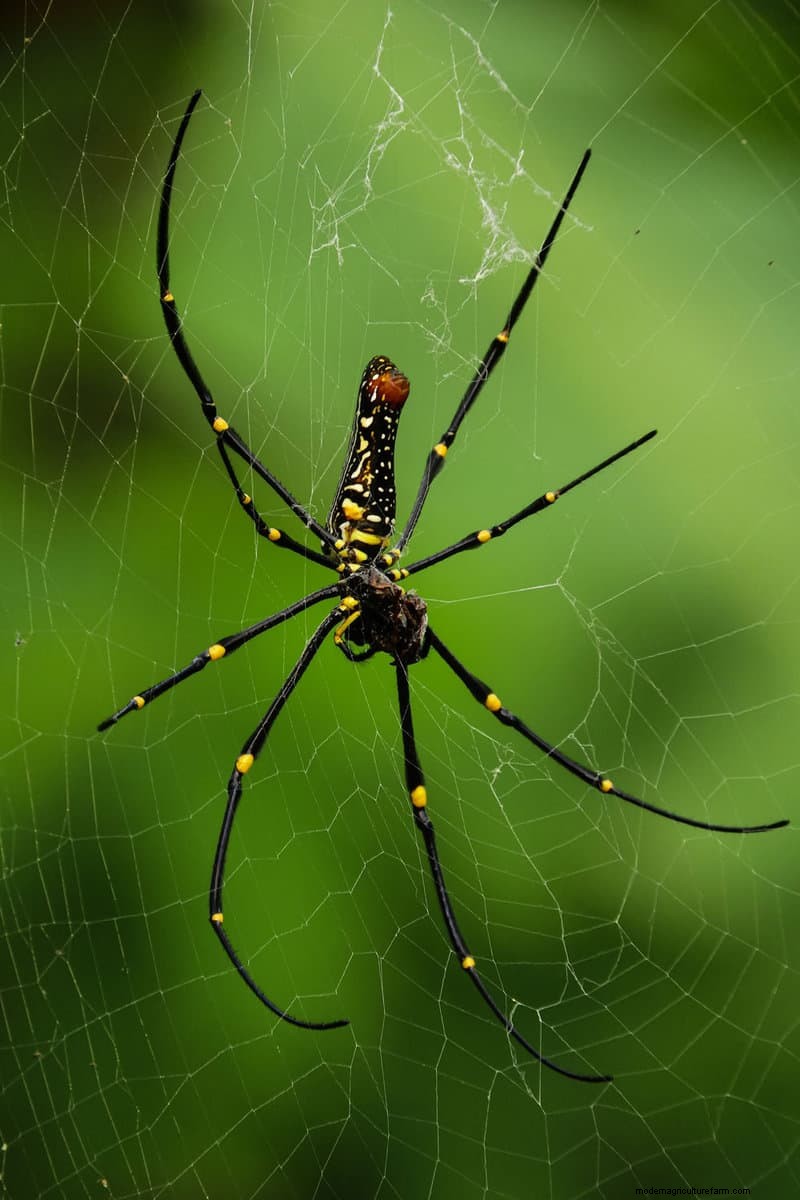 Hidden Garden Allies:nuttige wezens die de gezondheid van uw tuin verbeteren 