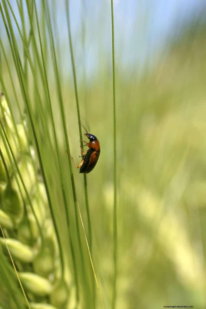 Hidden Garden Allies:nuttige wezens die de gezondheid van uw tuin verbeteren 