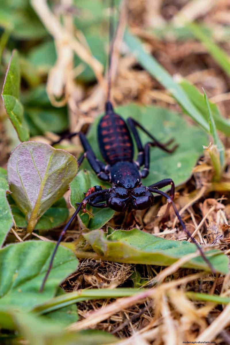 Hidden Garden Allies:nuttige wezens die de gezondheid van uw tuin verbeteren 