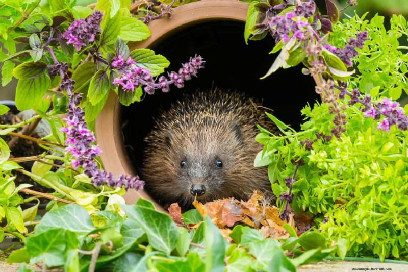 Hidden Garden Allies:nuttige wezens die de gezondheid van uw tuin verbeteren 