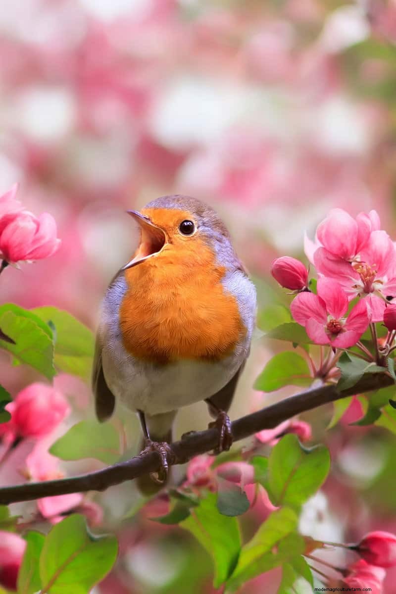 Hidden Garden Allies:nuttige wezens die de gezondheid van uw tuin verbeteren 