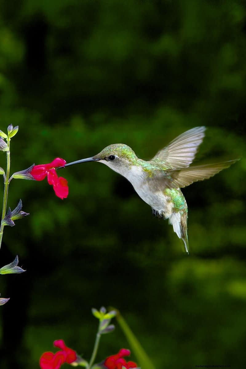 Hidden Garden Allies:nuttige wezens die de gezondheid van uw tuin verbeteren 