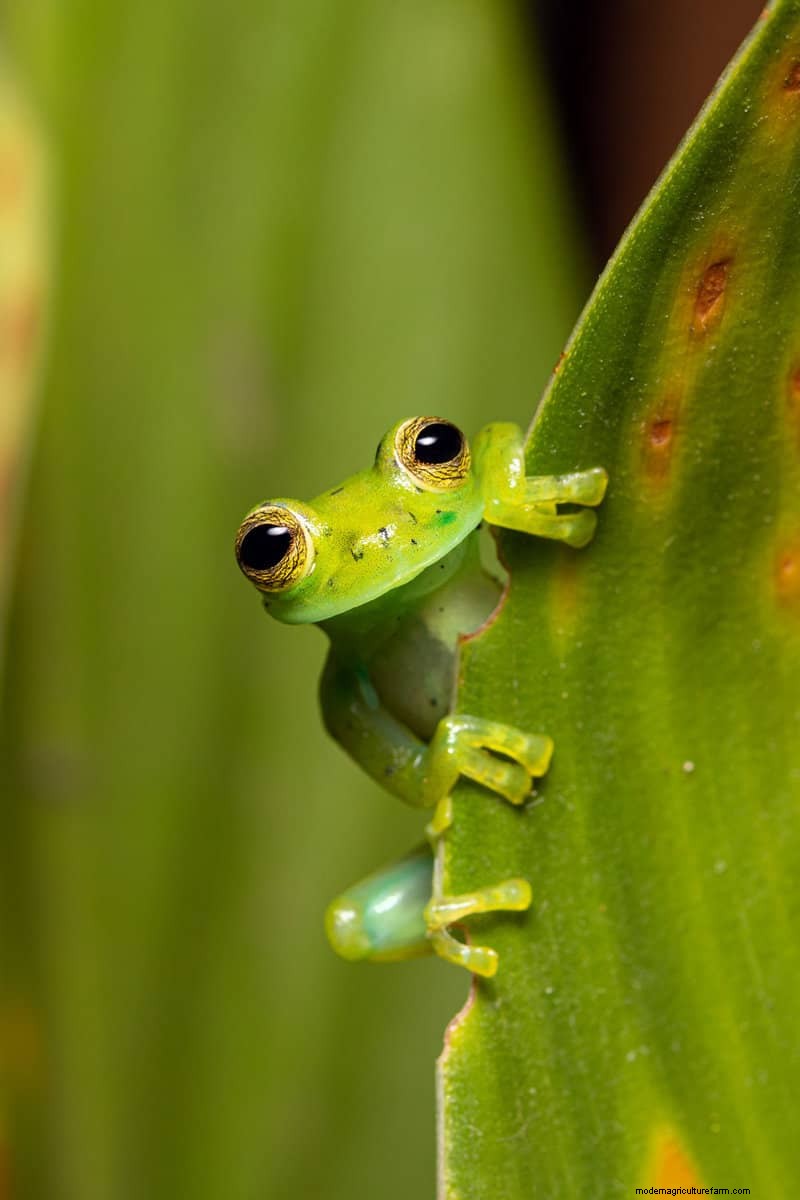 Hidden Garden Allies:nuttige wezens die de gezondheid van uw tuin verbeteren 