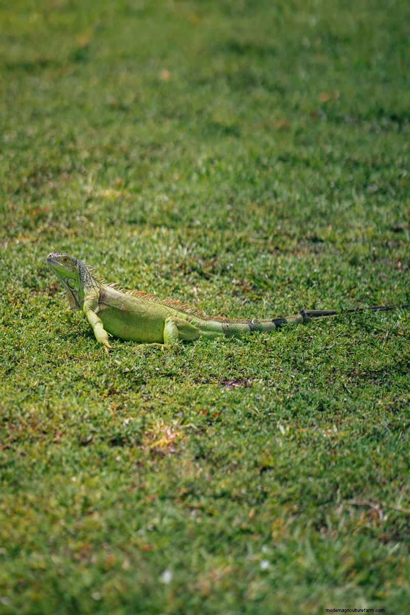 Hidden Garden Allies:nuttige wezens die de gezondheid van uw tuin verbeteren 