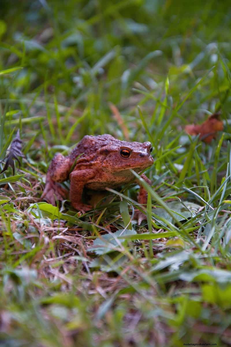 Hidden Garden Allies:nuttige wezens die de gezondheid van uw tuin verbeteren 