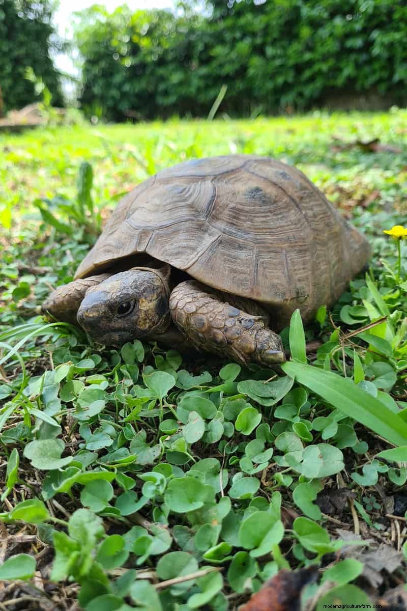 Hidden Garden Allies:nuttige wezens die de gezondheid van uw tuin verbeteren 