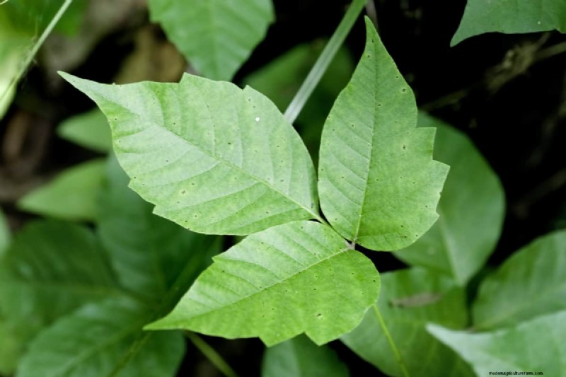 Apakah Poison Ivy Layu di Musim Dingin? Panduan Ahli untuk Identifikasi, Perawatan, dan Penghapusan Aman 