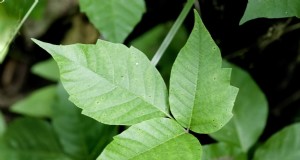 Apakah Poison Ivy Layu di Musim Dingin? Panduan Ahli untuk Identifikasi, Perawatan, dan Penghapusan Aman 