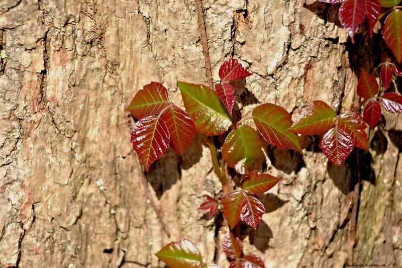 Apakah Poison Ivy Layu di Musim Dingin? Panduan Ahli untuk Identifikasi, Perawatan, dan Penghapusan Aman 