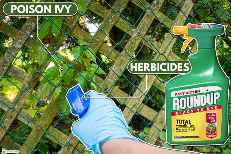 Apakah Poison Ivy Layu di Musim Dingin? Panduan Ahli untuk Identifikasi, Perawatan, dan Penghapusan Aman 