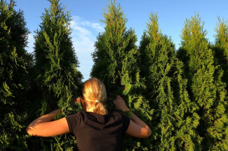 専門家ガイド:生垣の隙間を埋める方法 – Leylandii、イボタノキなど
