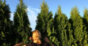 Guía de expertos:Cómo llenar los huecos en los setos:Leylandii, Privet y más 