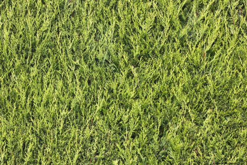専門家ガイド:生垣の隙間を埋める方法 – Leylandii、イボタノキなど