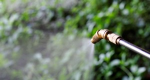 アミン 400 除草剤の最適なタイミングと散布ガイド 