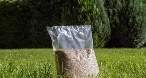 Lesco vs. Scotts Grass Seed:pro, contro e confronto tra esperti 