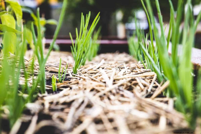Hoe je woestijngrond kunt voorbereiden op een bloeiende tuin