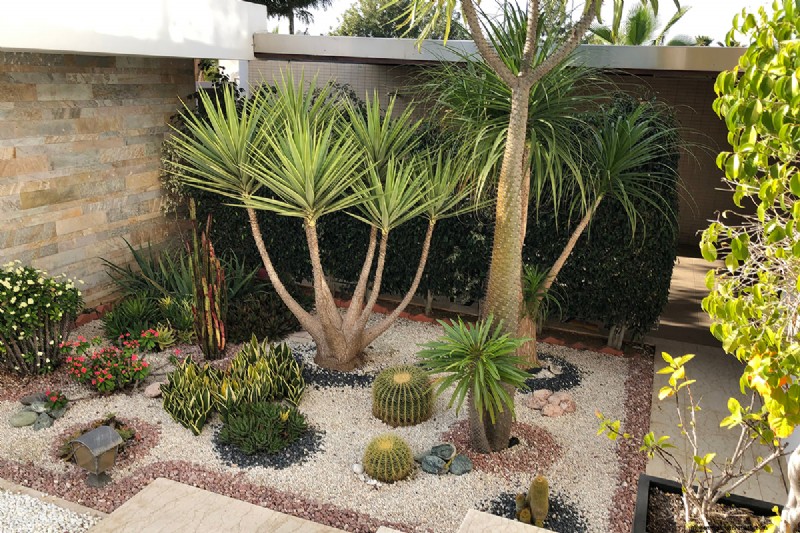 Hoe je woestijngrond kunt voorbereiden op een bloeiende tuin