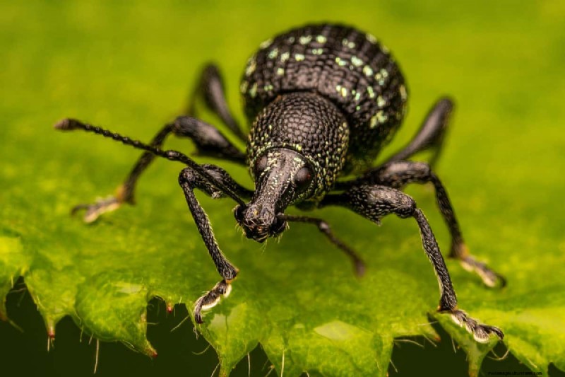 Black Vine Weevil:identificatie, schade en effectieve controlestrategieën