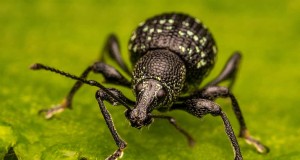 Black Vine Weevil:Identifiering, skada och effektiva kontrollstrategier 