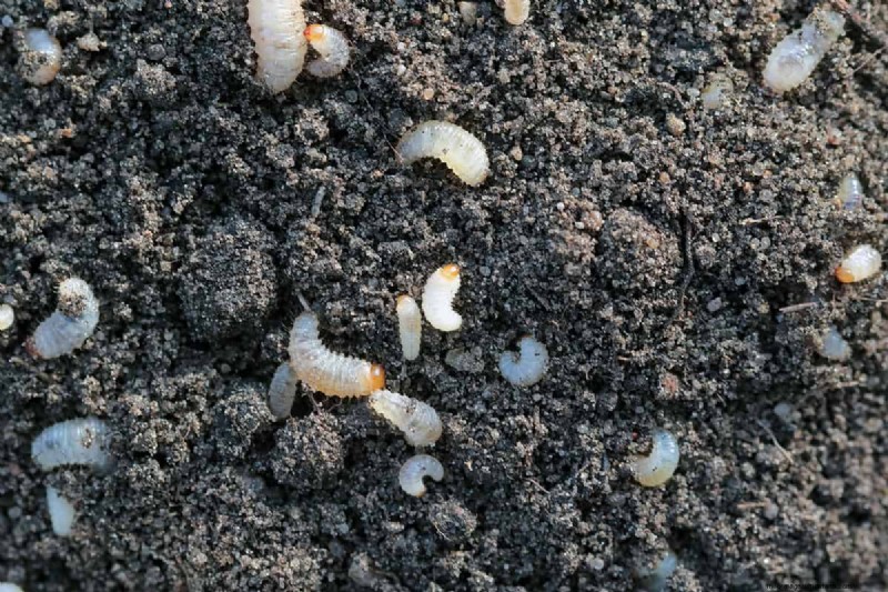 Black Vine Weevil:identificatie, schade en effectieve controlestrategieën