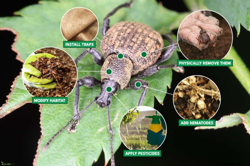 Black Vine Weevil:identificatie, schade en effectieve controlestrategieën