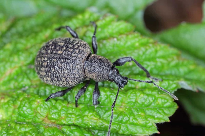 Black Vine Weevil:identificatie, schade en effectieve controlestrategieën