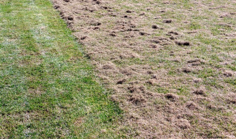 Optimale afstand tussen de beluchtingsgaten voor een gezond gazon 
