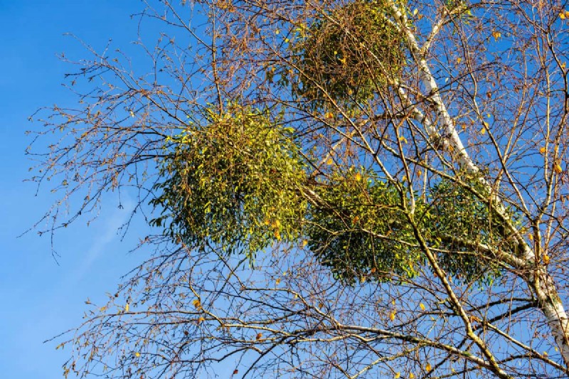 Le Roundup est-il sans danger pour le gui ? Conseils d experts sur la gestion de cette plante parasite 