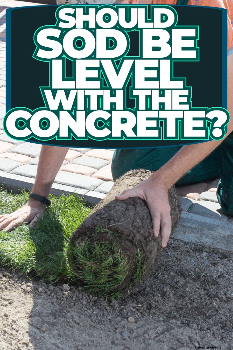 Moet de graszode gelijk liggen met beton? Waarom het lager zou moeten zijn voor drainage en veiligheid 