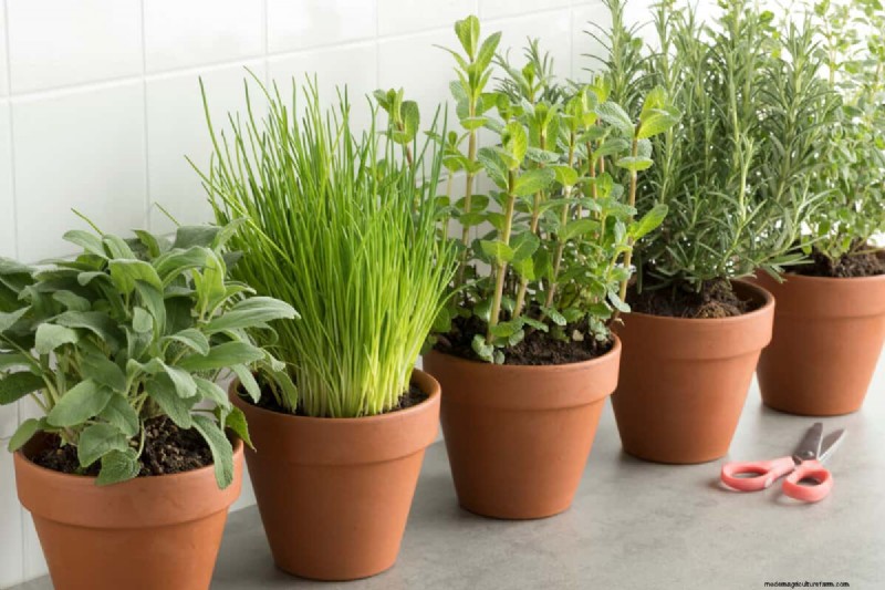 Comment sceller des pots en terre cuite :5 techniques expertes pour la longévité et la santé des plantes 