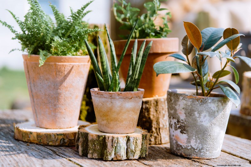 Comment sceller des pots en terre cuite :5 techniques expertes pour la longévité et la santé des plantes 