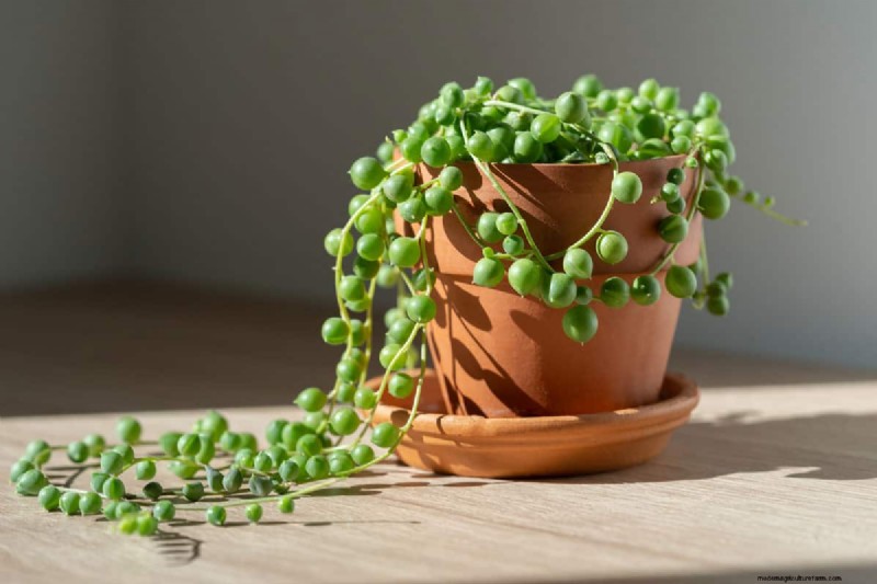 Comment sceller des pots en terre cuite :5 techniques expertes pour la longévité et la santé des plantes 
