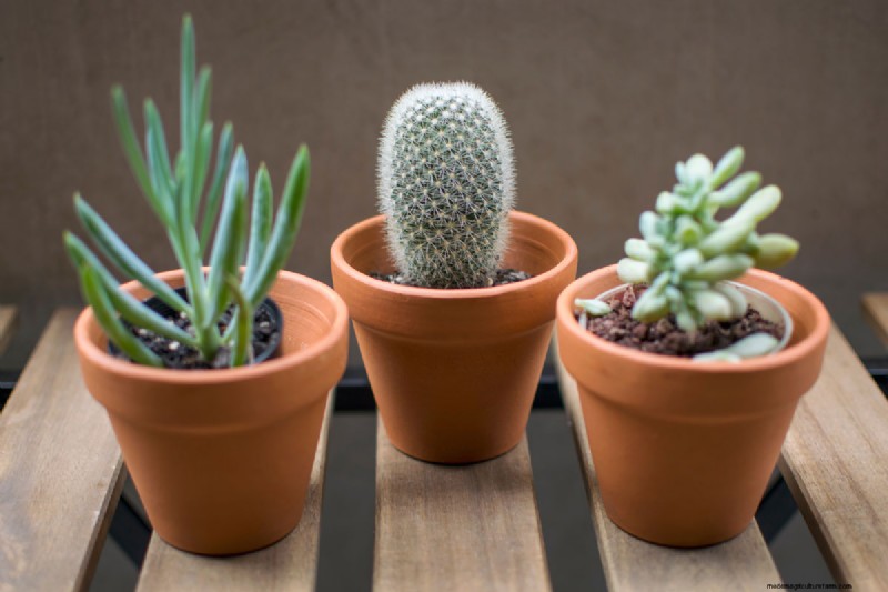Comment sceller des pots en terre cuite :5 techniques expertes pour la longévité et la santé des plantes 