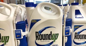 Roundup può sradicare efficacemente il cardo? Una guida pratica per i cardi canadesi, russi, scozzesi e mariani 