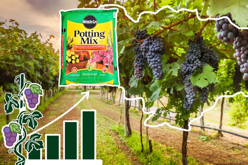 Grapevines での Miracle‑Gro の使用:利点、用途、および注意事項 