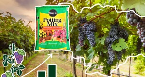 Grapevines での Miracle‑Gro の使用:利点、用途、および注意事項 