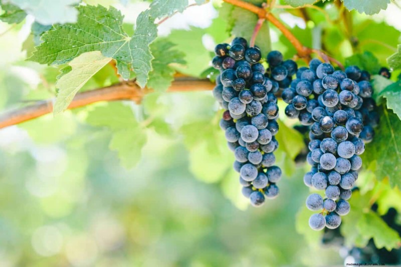Grapevines での Miracle‑Gro の使用:利点、用途、および注意事項 