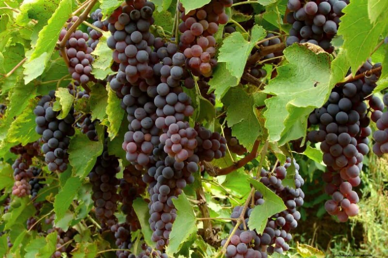 Grapevines での Miracle‑Gro の使用:利点、用途、および注意事項 