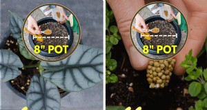 De quelle quantité d engrais Osmocote ai-je besoin pour les plantes en pot ? 