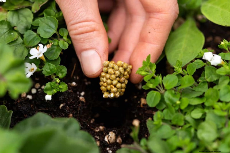 Hoeveel Osmocote-meststof heb ik nodig voor potplanten? 