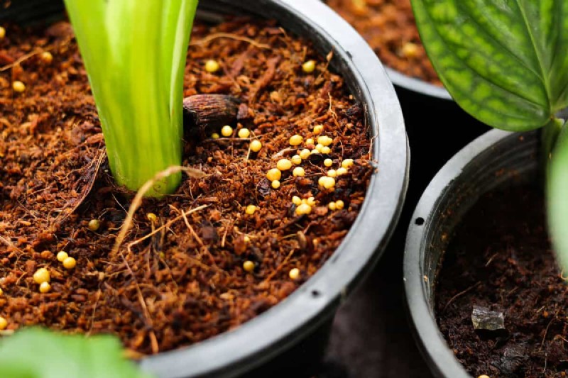Hoeveel Osmocote-meststof heb ik nodig voor potplanten? 