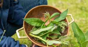 Beinwell-Umschlag:Ein bewährtes pflanzliches Heilmittel gegen Verstauchungen, Zerrungen und kleinere Verletzungen 